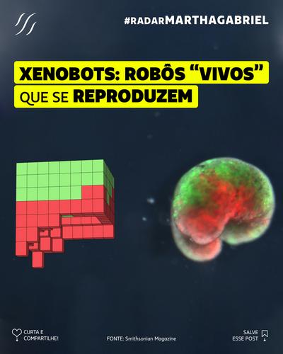 Xenobots: robôs 