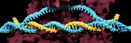 CRISPR pode ser tratamento viável para câncer