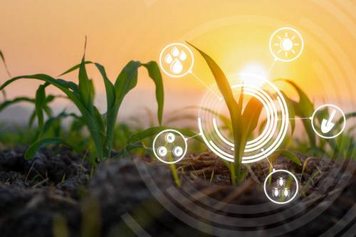 A importância da inteligência artificial na agricultura